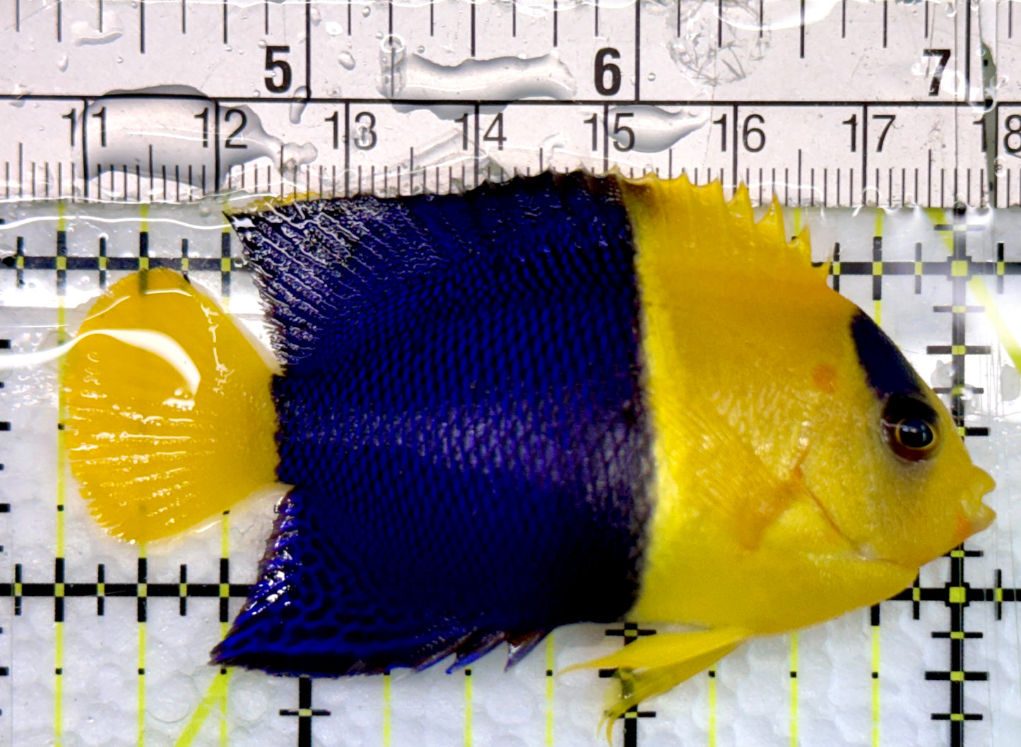 Bicolor Angelfish BA100501 WYSIWYG Size: L 2.75"