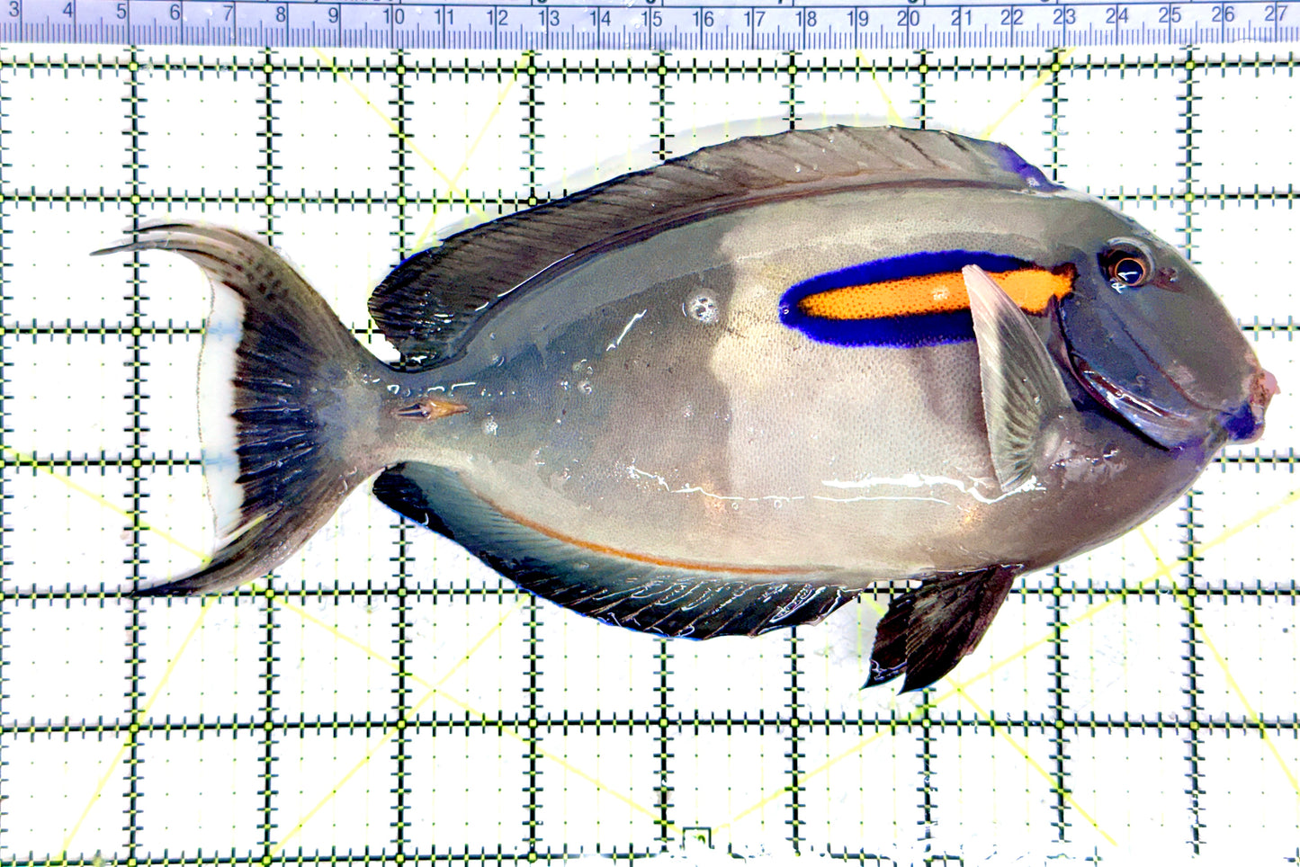 Orange Shoulder Tang OST080301 WYSIWYG Size: XXL Adult: 8.75" approx