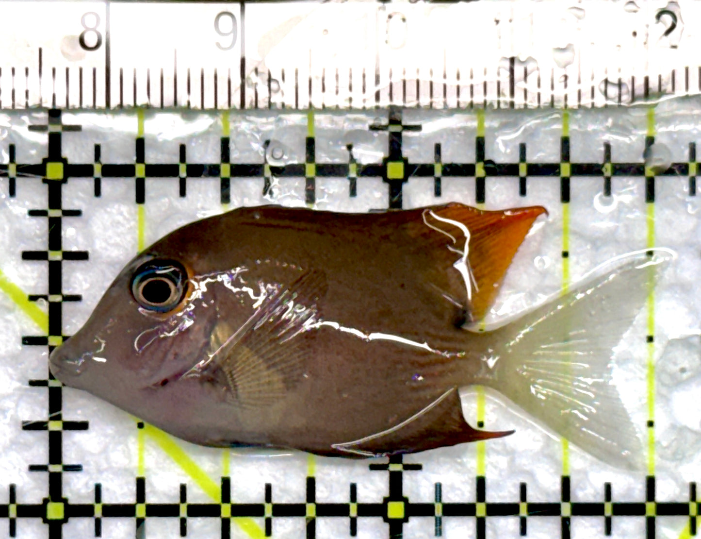 Flame Fin Tomini Tang FTT100503 WYSIWYG Size: S 1.75"