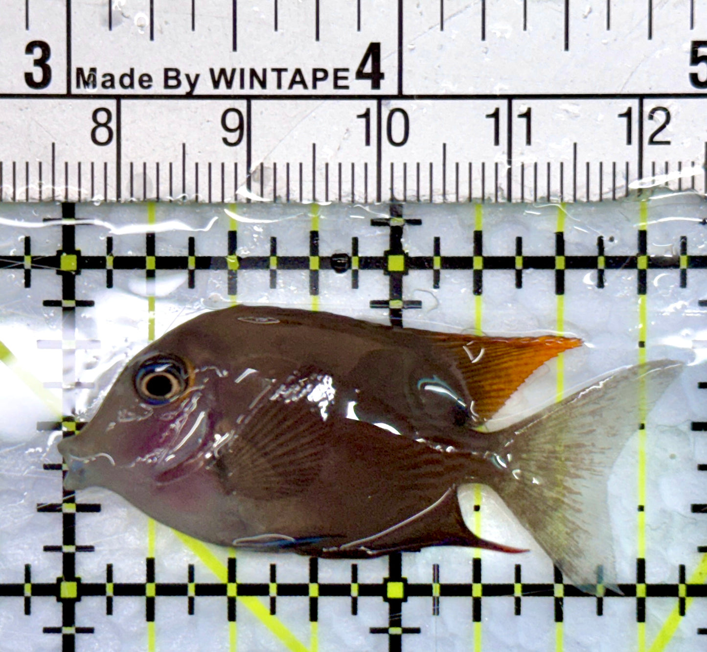 Flame Fin Tomini Tang FTT100504 WYSIWYG Size: S 2"