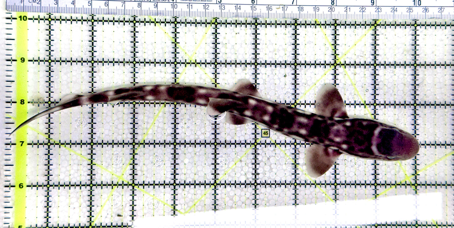 Baby White Spotted Cat Shark BWSCS080303 WYSIWYG Size: M 10" approx