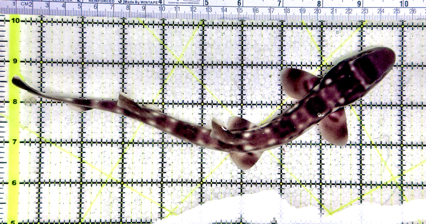 Baby White Spotted Cat Shark BWSCS080302 WYSIWYG Size: M 10" approx