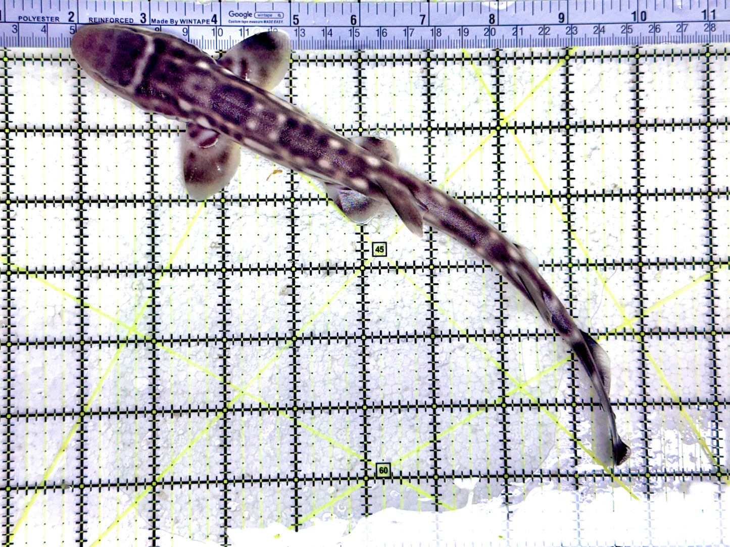 Baby White Spotted Cat Shark BWSCS080301 WYSIWYG Size: M 10" approx