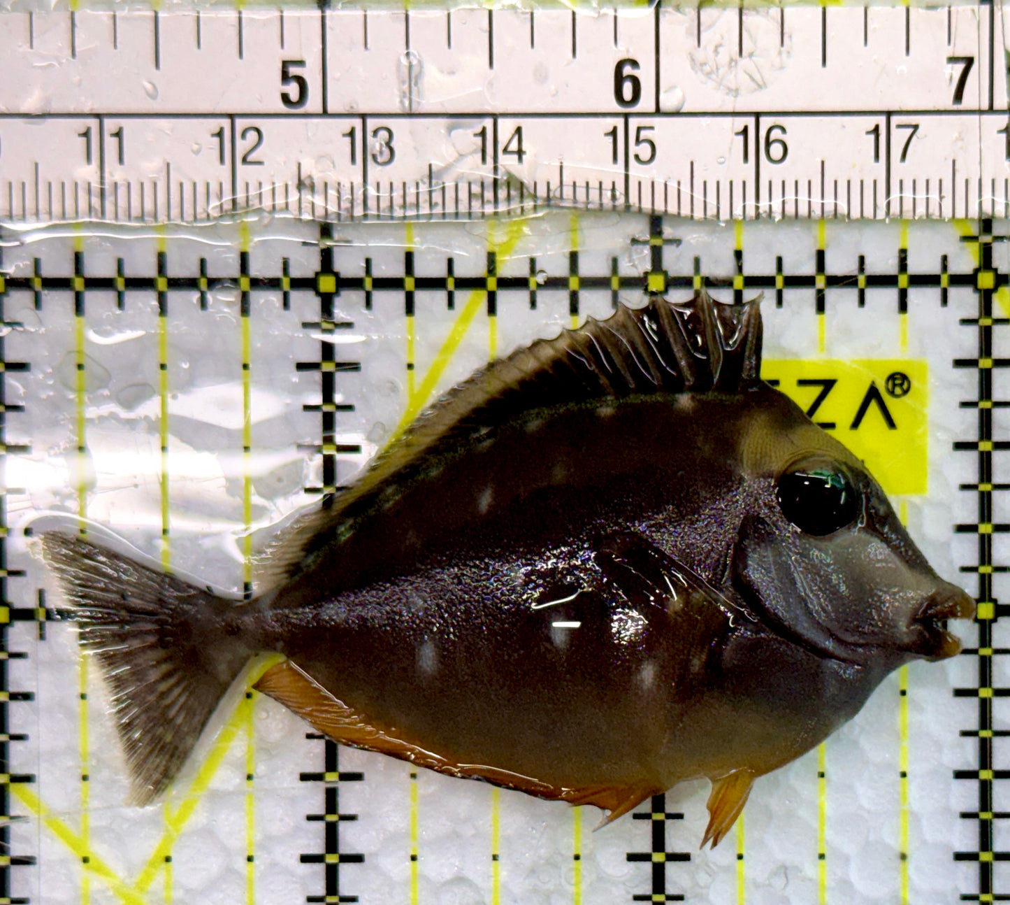 Naso Tang NT100502 WYSIWYG Size: S 3"