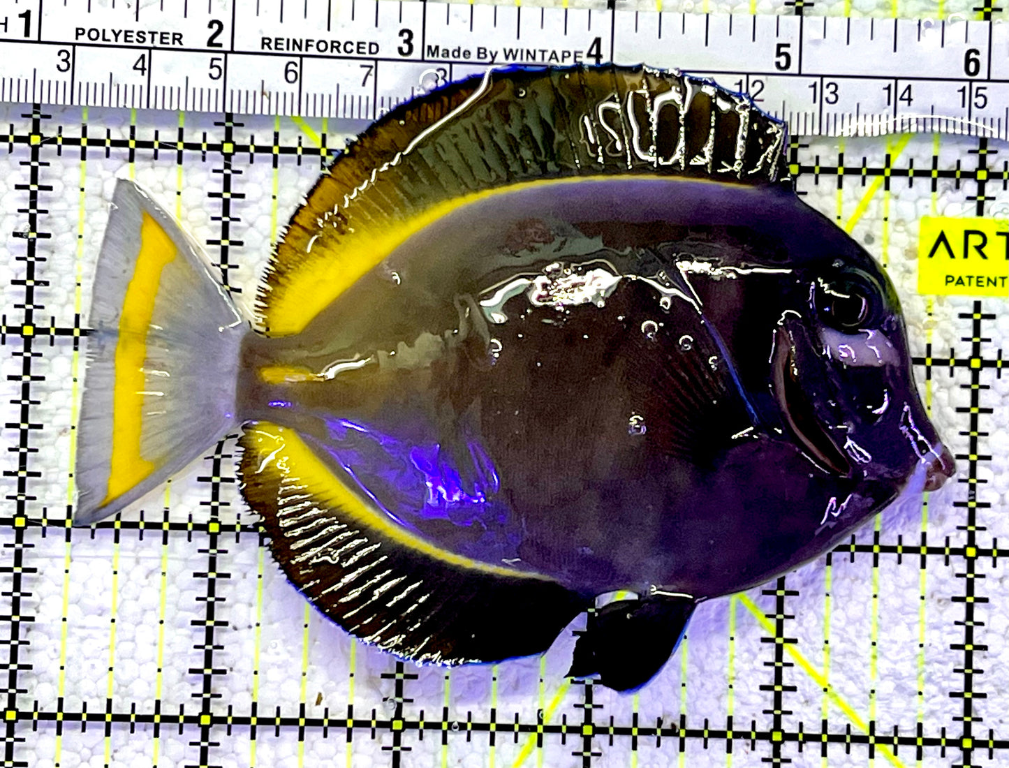 Gold Rim Tang GRT060803 WYSIWYG Size: L 4.75"