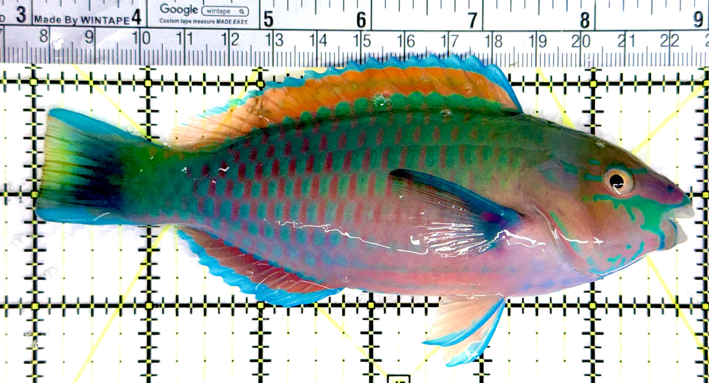 Quoyi Greenblotch Parrotfish QGP080301 WYSIWYG Size: XL 6" approx