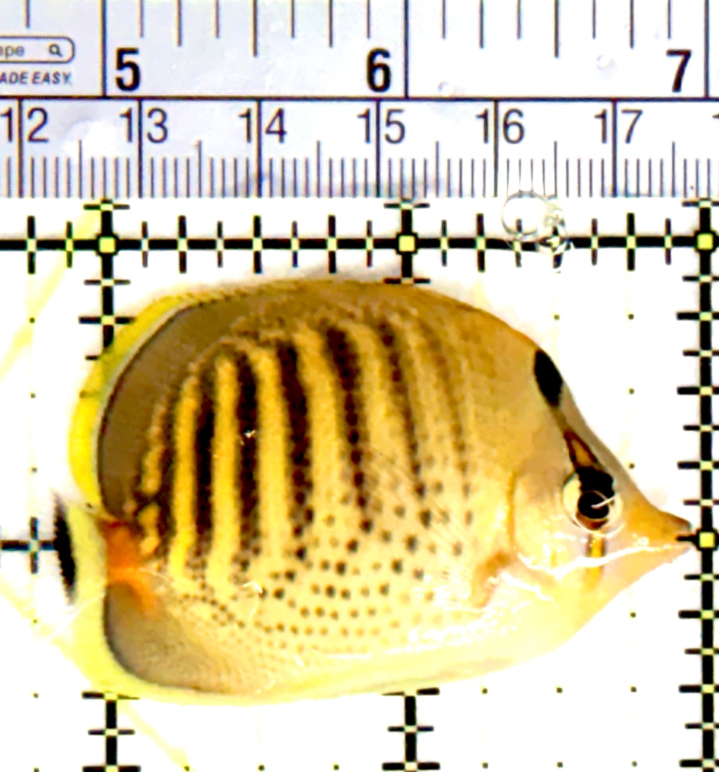 Punctato Butterflyfish PB080301 WYSIWYG Size: M 2.25" approx