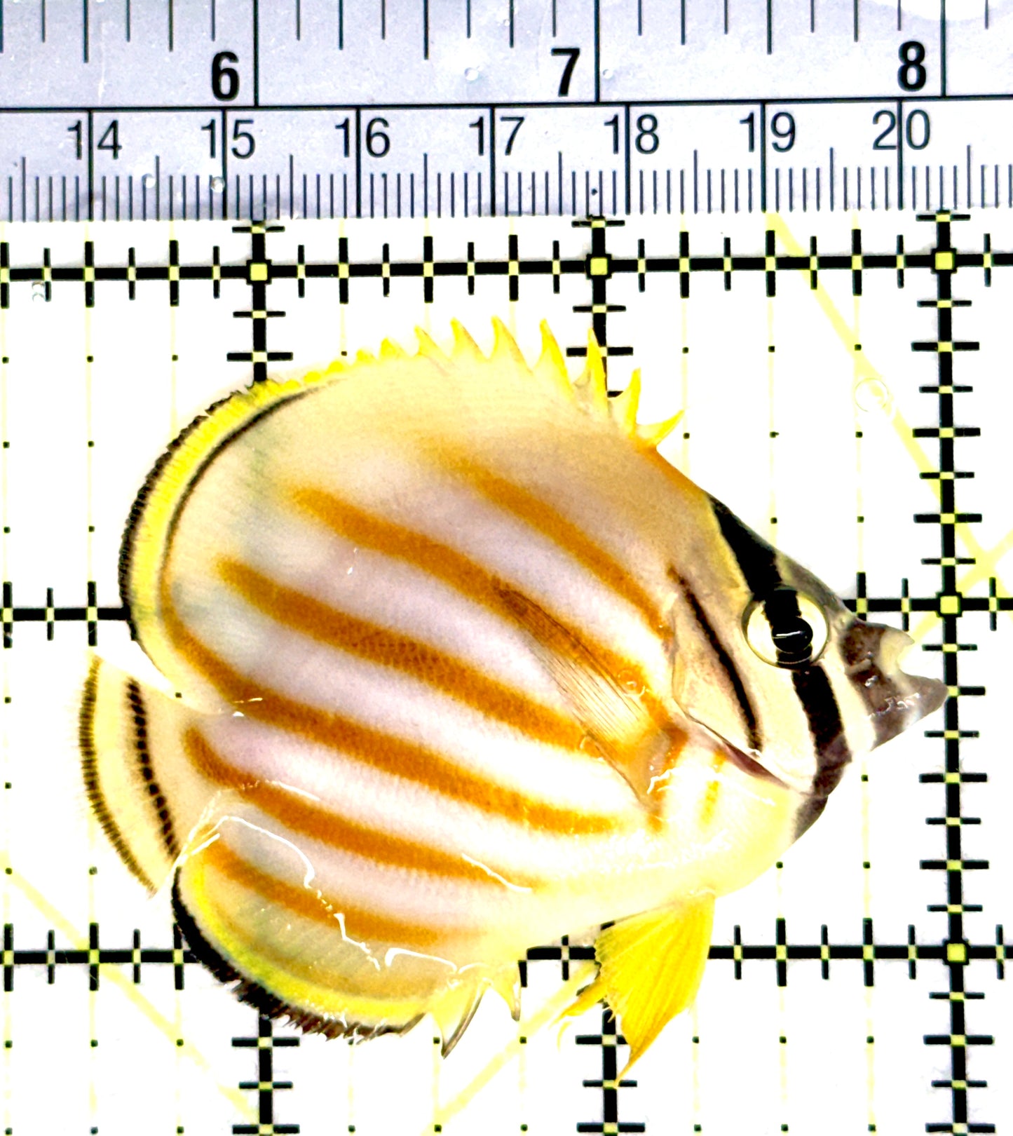 Ornate Butterflyfish OB080301 WYSIWYG Size: M 2.5" approx