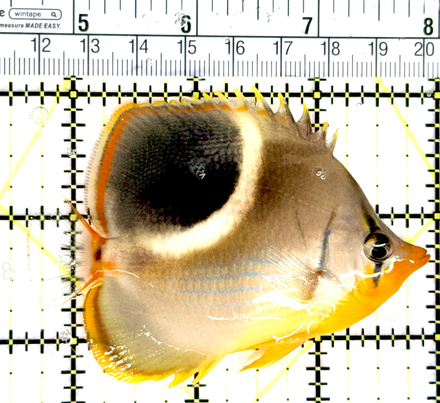 Saddleback Butterflyfish SB080301 WYSIWYG Size: L 3.5" approx