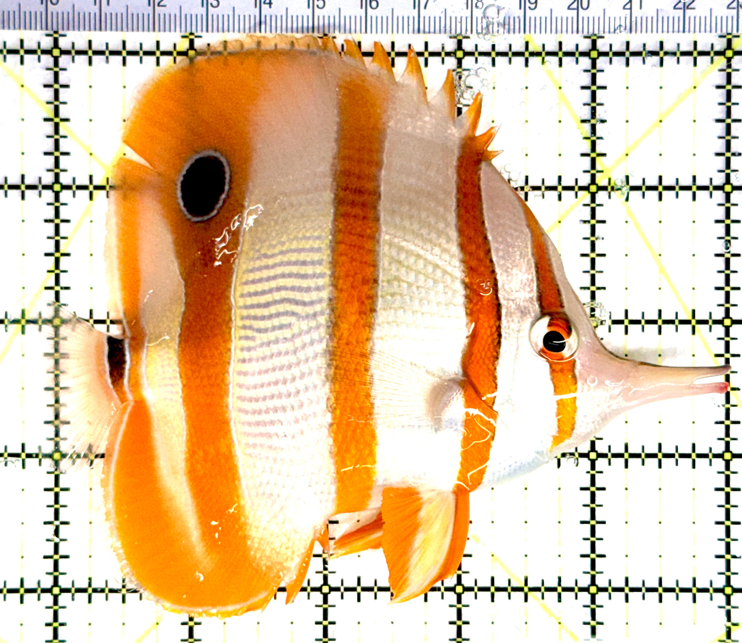 Copperband Butterflyfish CB080303 WYSIWYG Size: XXL 5.25" approx