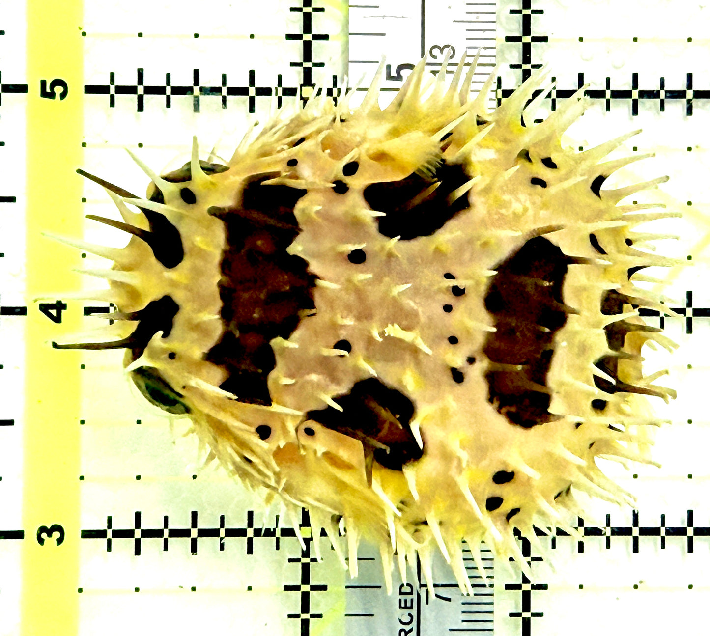 Long Spine Porcupine Pufferfish LSPP080301 WYSIWYG Size: L 3.25" approx