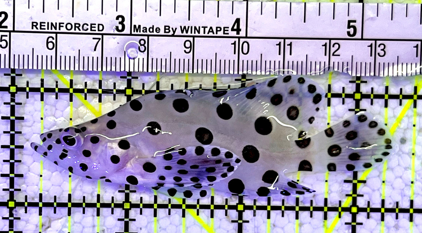 Panther Grouper PG060801 WYSIWYG Size: M 3.25"