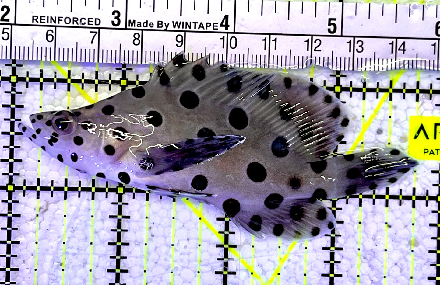 Panther Grouper PG060802 WYSIWYG Size: M 3.75"