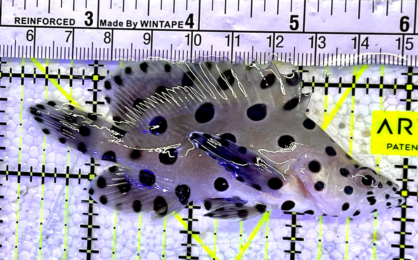 Panther Grouper PG060802 WYSIWYG Size: M 3.75"