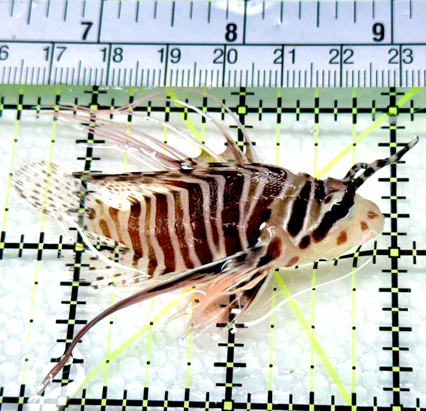 Antennata Lionfish AL080601 WYSIWYG Size: M 2.5"