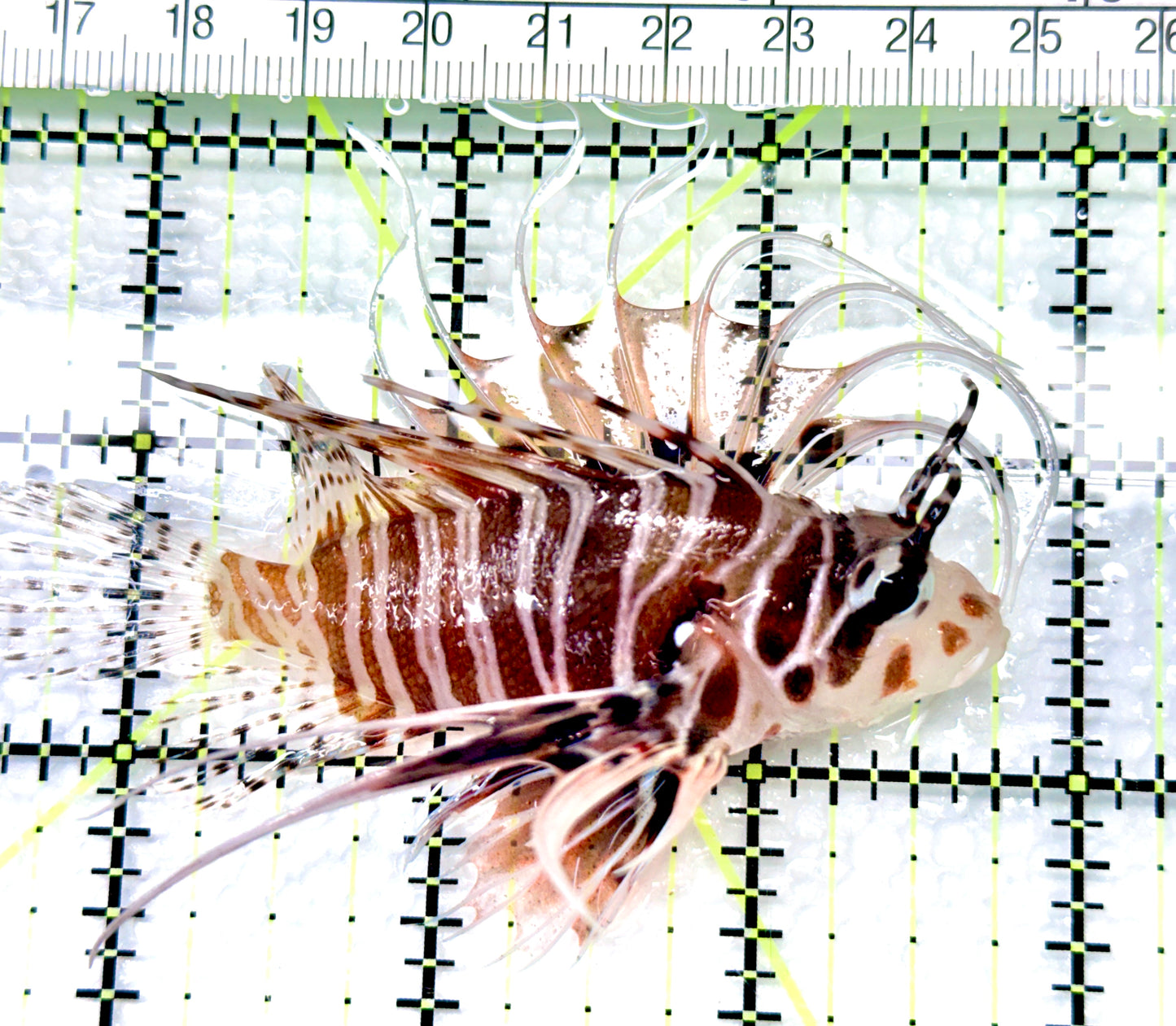 Antennata Lionfish AL080602 WYSIWYG Size: L 3.25"