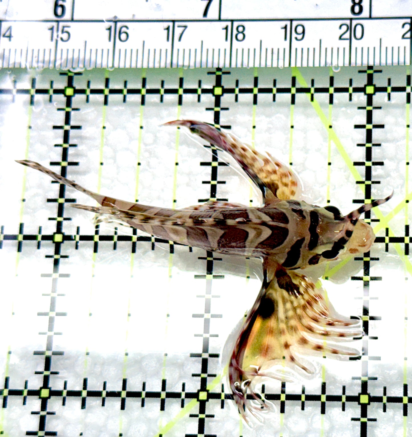 Dwarf Zebra Lionfish DZL080601 WYSIWYG Size: M 2.25"