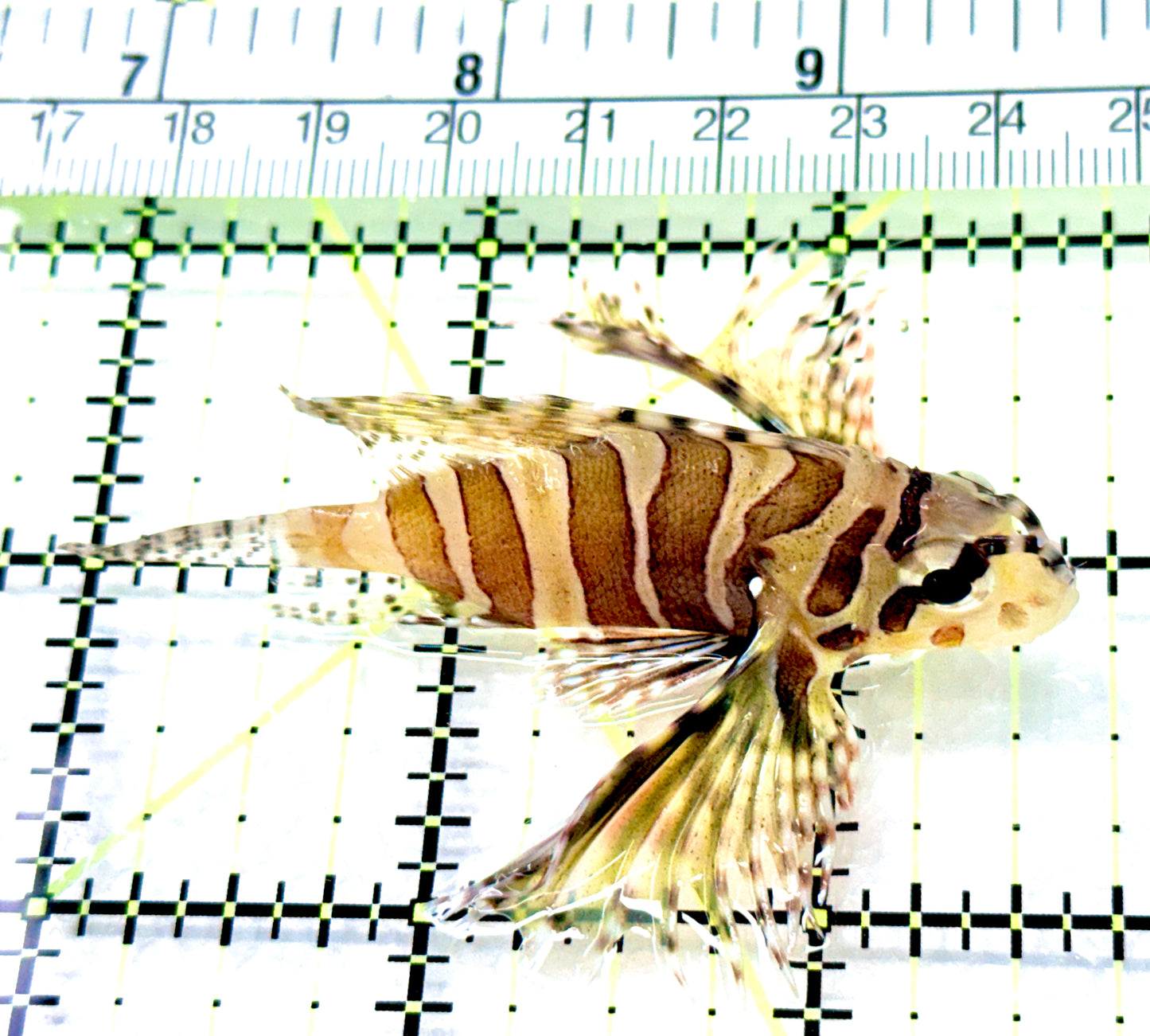 Dwarf Zebra Lionfish DZL080602 WYSIWYG Size: M 2.75"