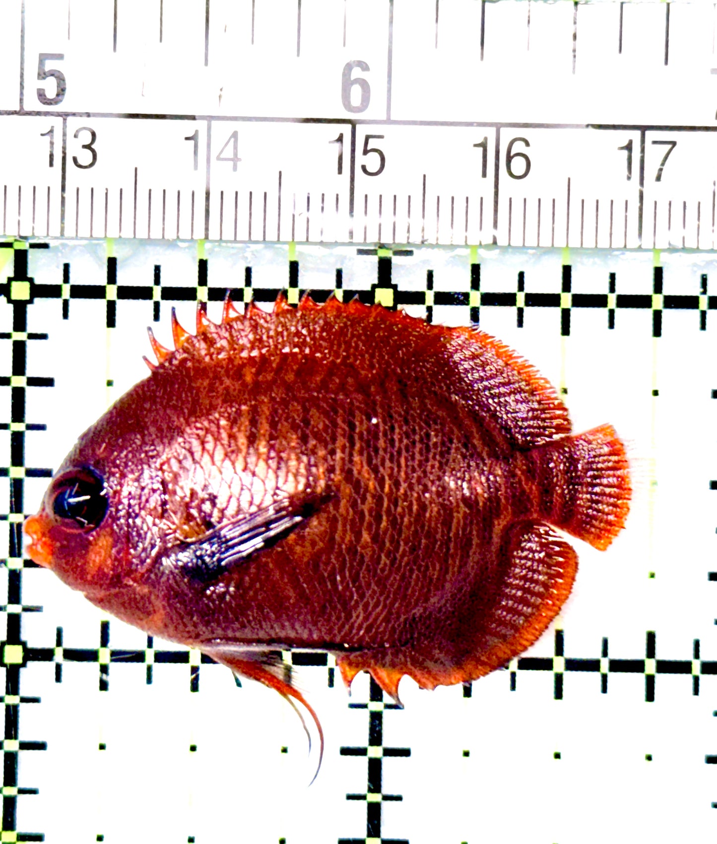 Golden Angelfish GA080602 WYSIWYG Size: 1.75"