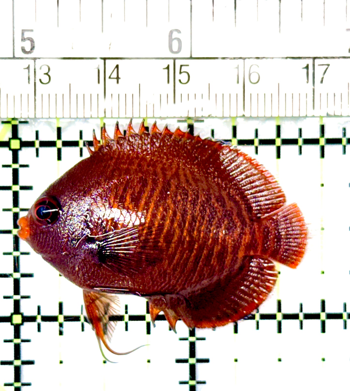 Golden Angelfish GA080603 WYSIWYG Size: 1.75"