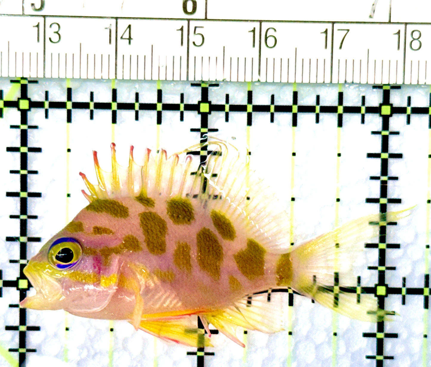 Borbonius Anthias BA080602 WYSIWYG Size: S 2"