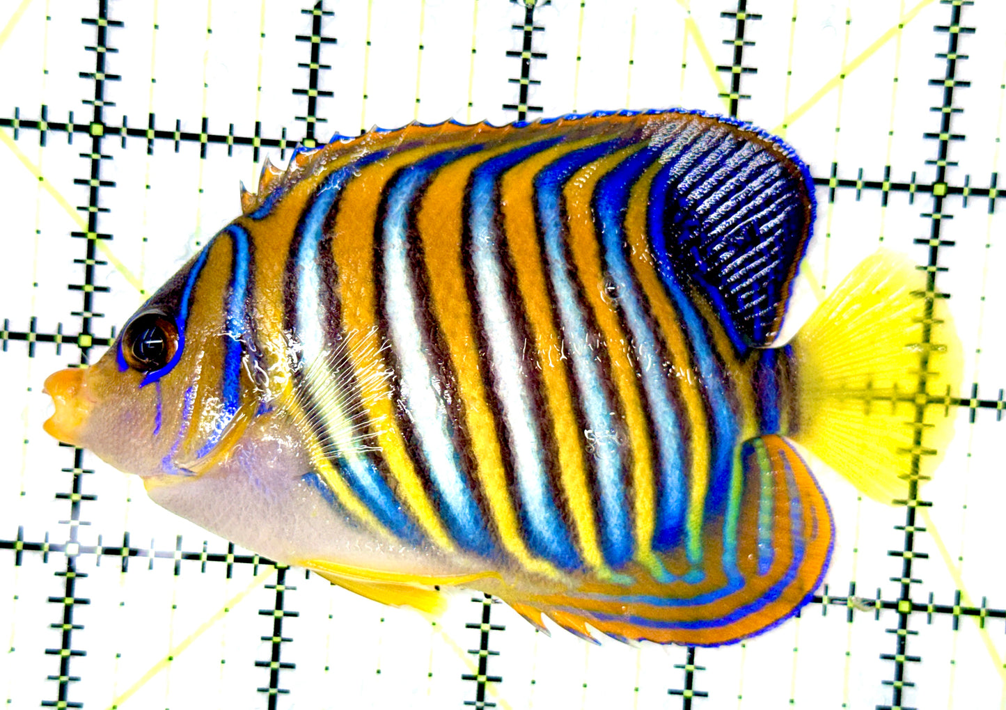 Regal Angelfish RA080602 WYSIWYG Size: L 4.5"