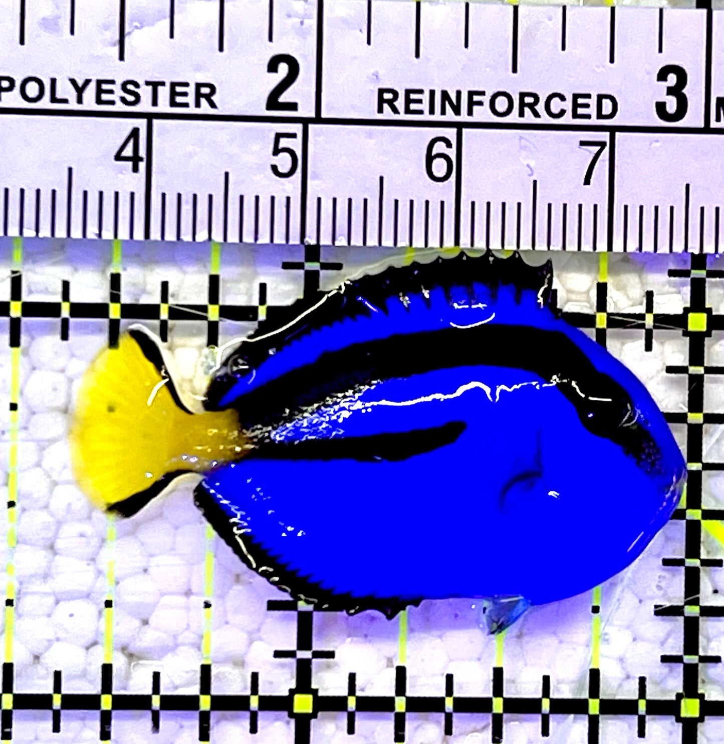 Blue Hippo Tang BHT060902 WYSIWYG Size: Tiny 1.5"
