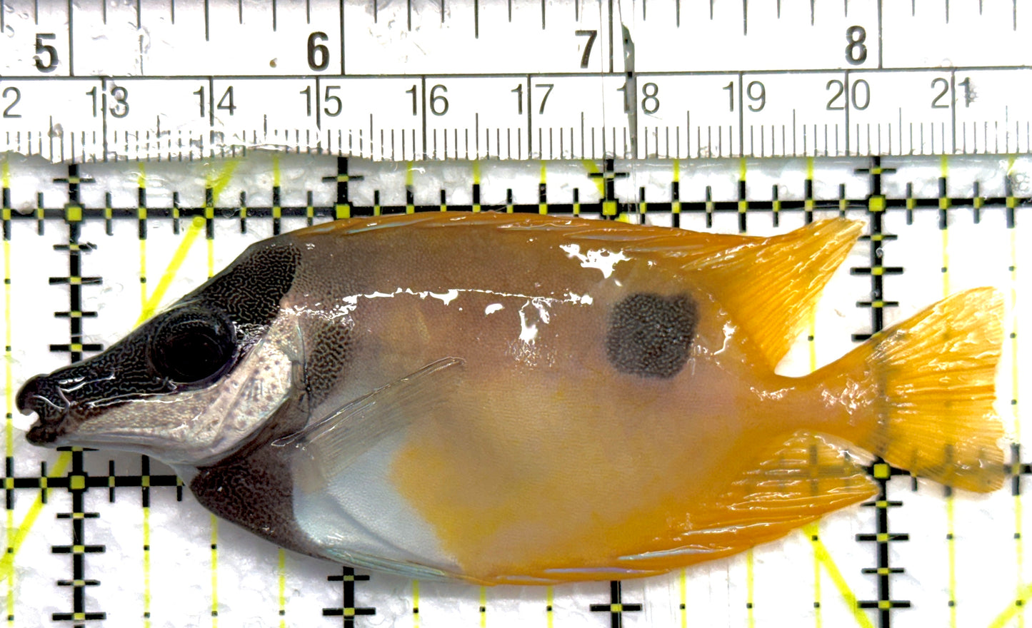 Onespot Foxface OF100601 WYSIWYG Size: M 3.75" approx