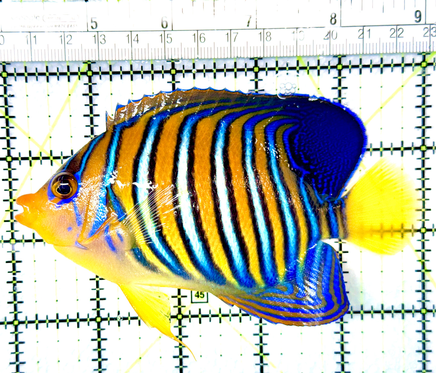 Regal Angelfish Sumatra Yellow Belly (Vibrant Color Indo) RAYB080601 WYSIWYG Size: L 5"