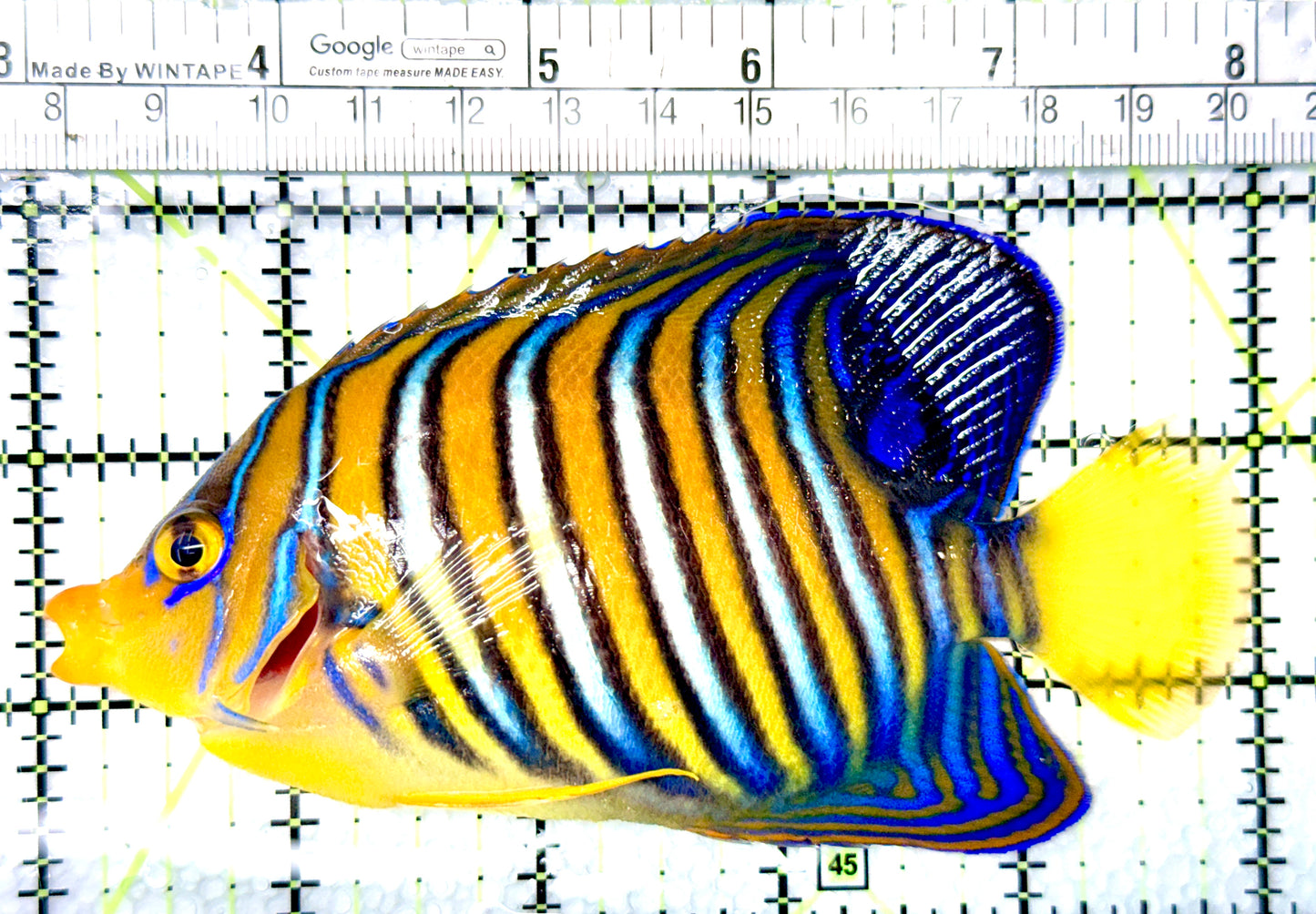 Regal Angelfish Sumatra Yellow Belly (Vibrant Color Indo) RAYB080602 WYSIWYG Size: L 5"