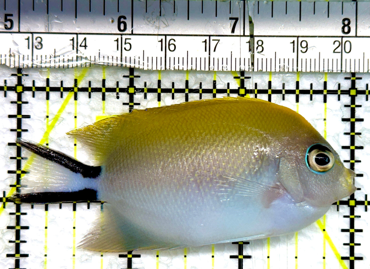 Swallowtail Angelfish Female (Reefsafe) SAF100501 WYSIWYG Size: M 3"