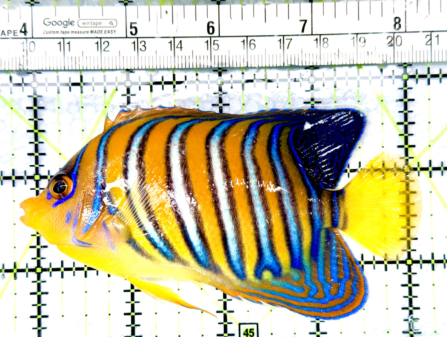 Regal Angelfish Sumatra Yellow Belly (Vibrant Color Indo) RAYB080603 WYSIWYG Size: L 4.5"