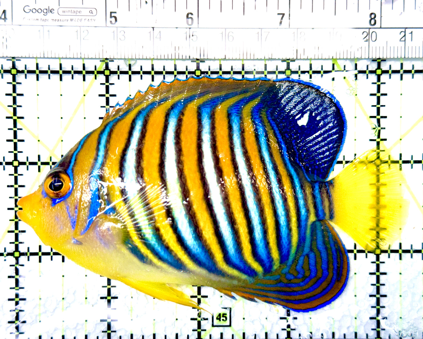 Regal Angelfish Sumatra Yellow Belly (Vibrant Color Indo) RAYB080604 WYSIWYG Size: L 4.25"