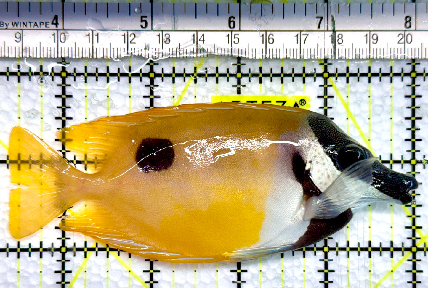 Onespot Foxface OF100502 WYSIWYG Size: ML 4.5"