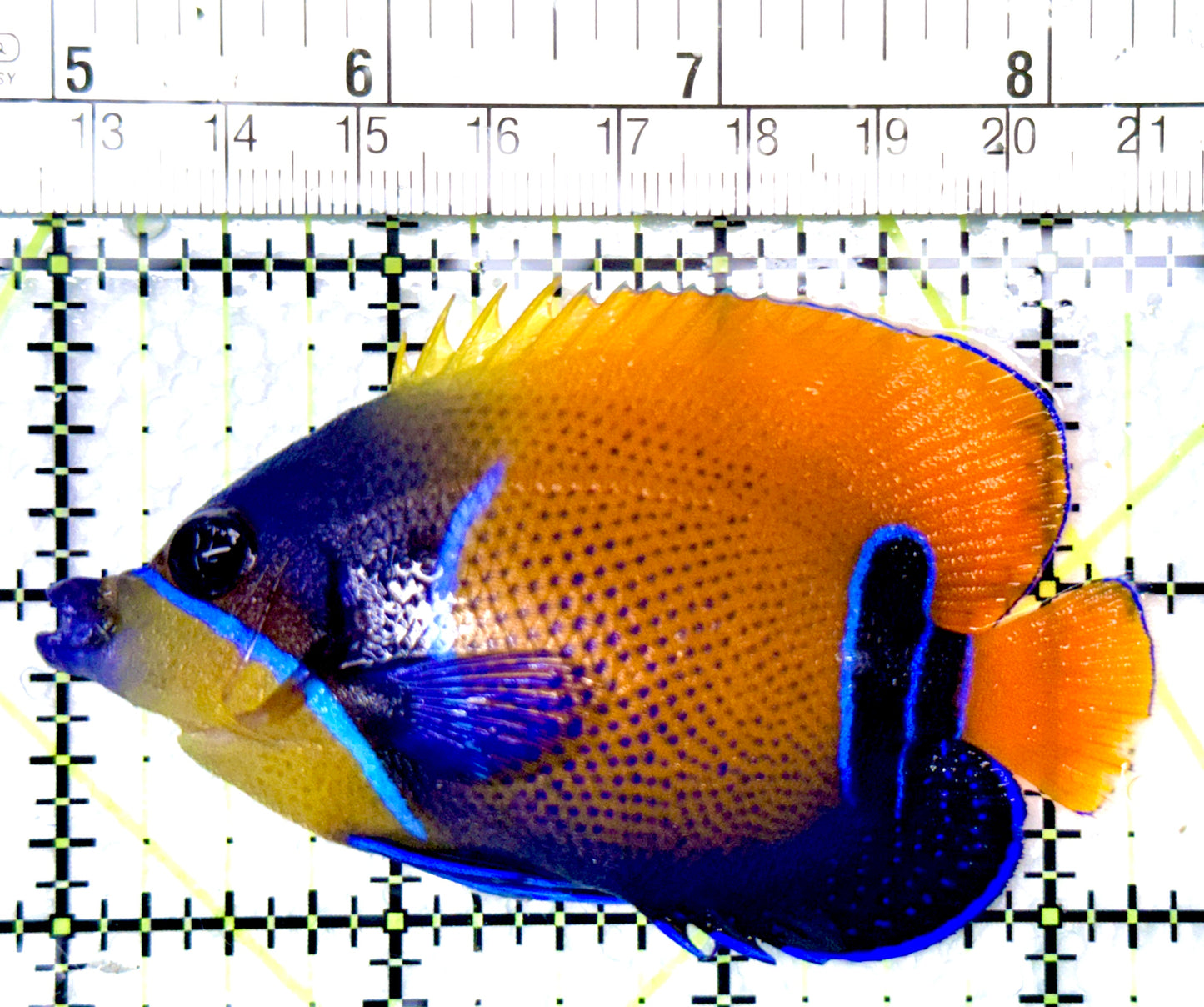 Majestic Angelfish MA080601 WYSIWYG Size: M 3.25"