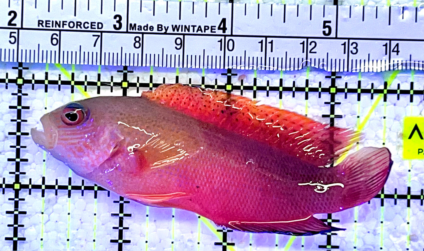 Australian Multicolor Dottyback AMD061301 WYSIWYG Size: L 3.75" approx