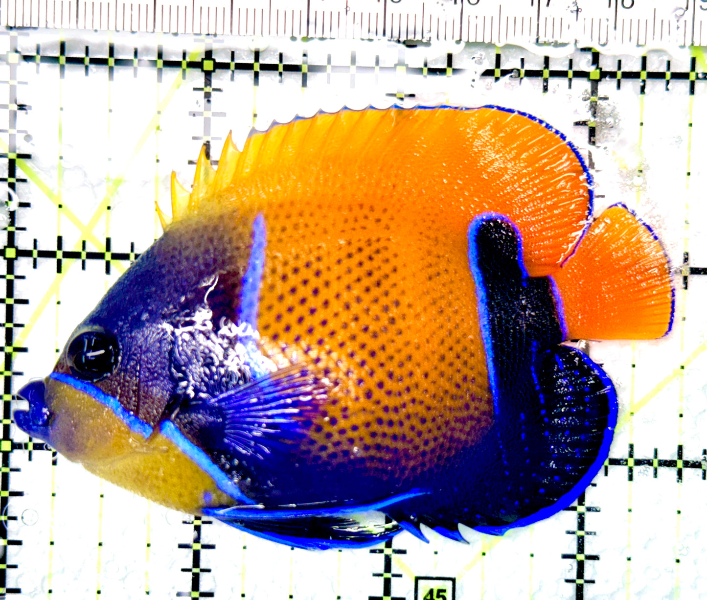 Majestic Angelfish MA080601 WYSIWYG Size: M 3.5"