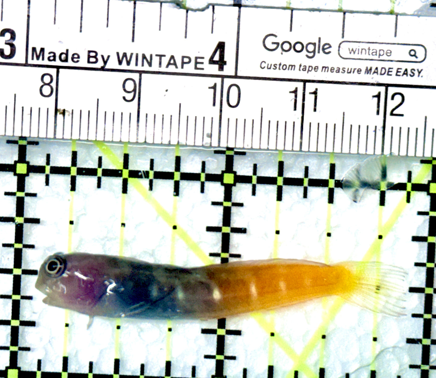 Bicolor Blenny BB080601 WYSIWYG Size: XL 2"