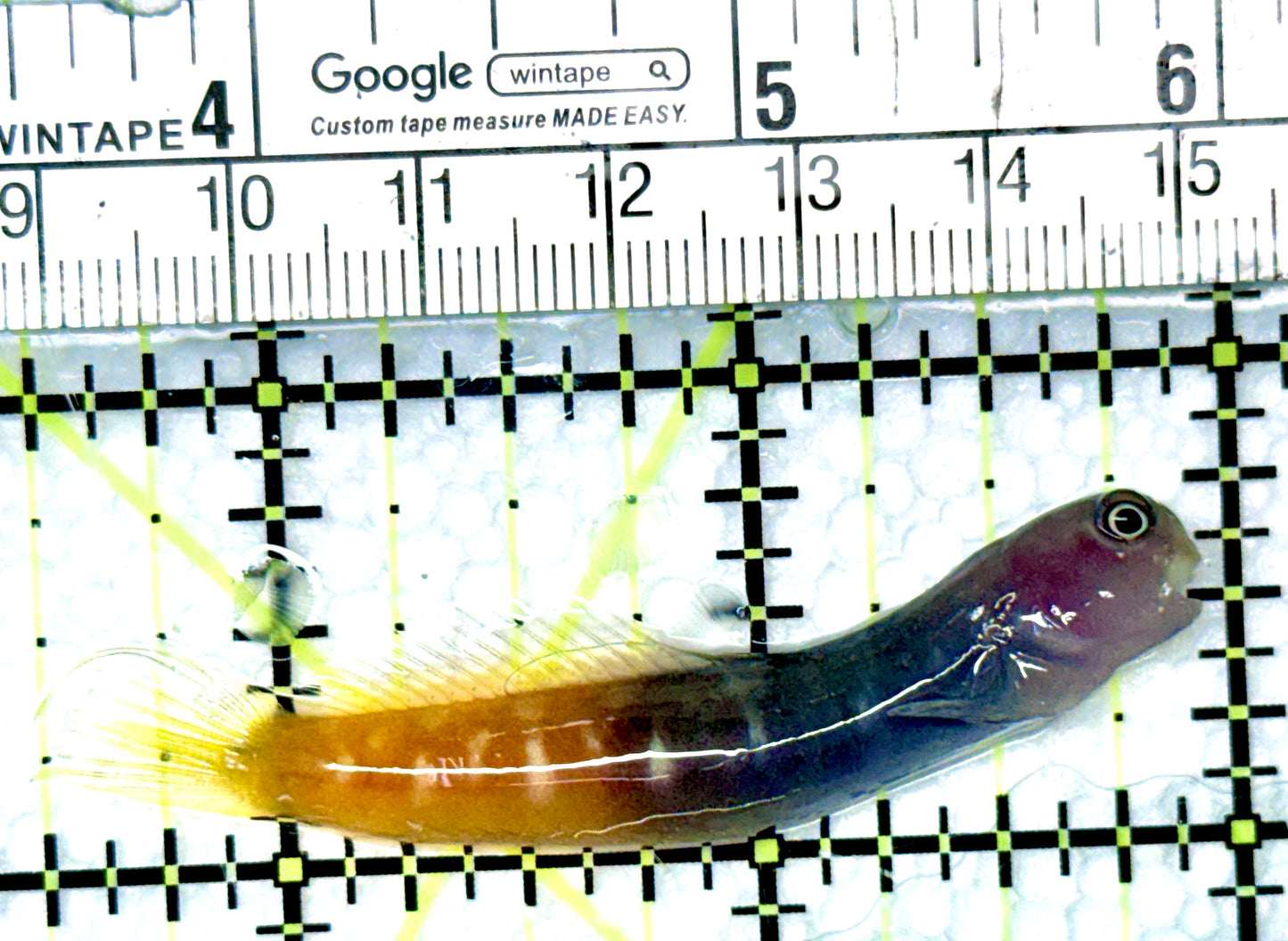 Bicolor Blenny BB080604 WYSIWYG Size: XXL/SHOW 2.5"