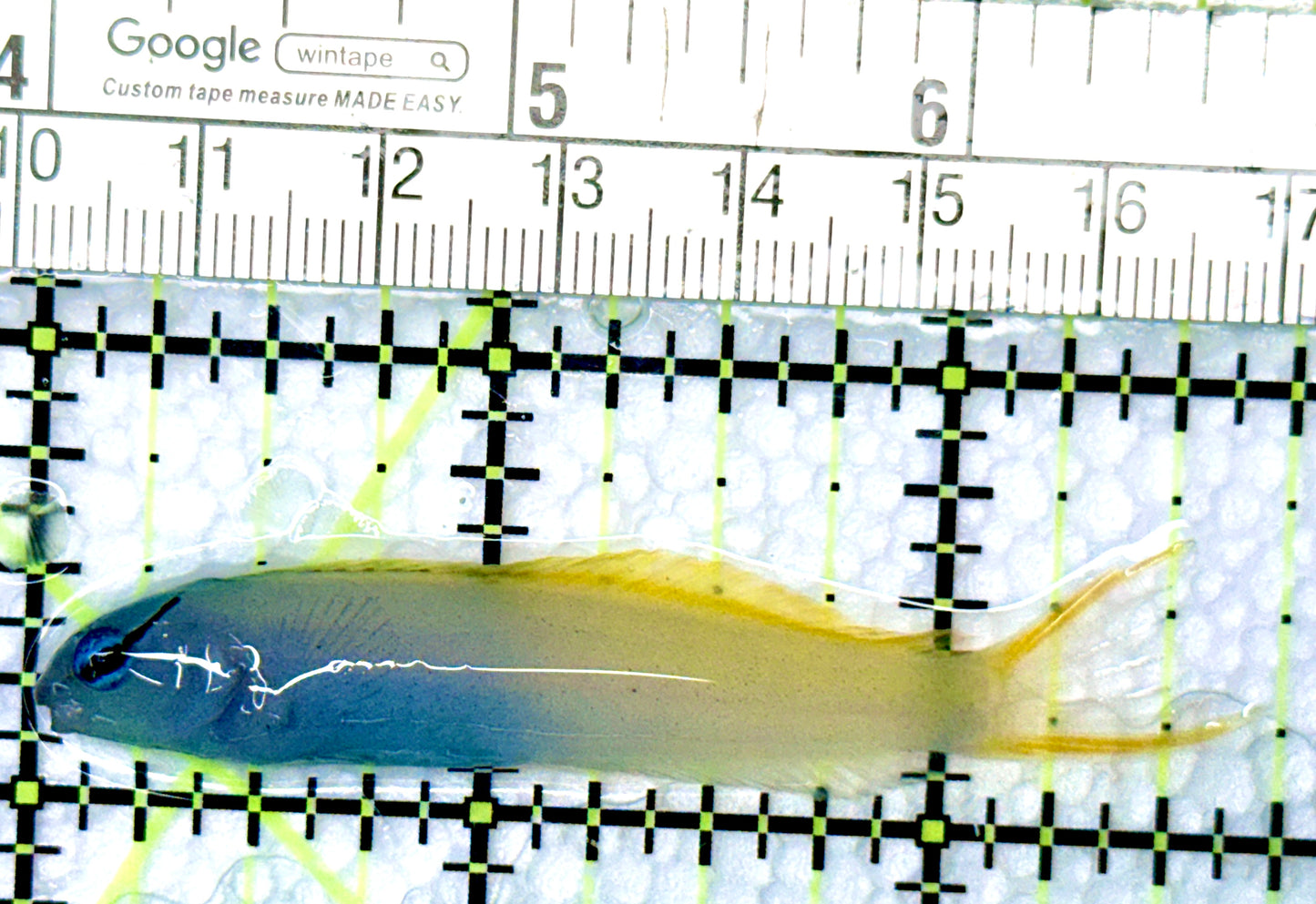 Forktail Blenny FB080601 WYSIWYG Size: 2.75"