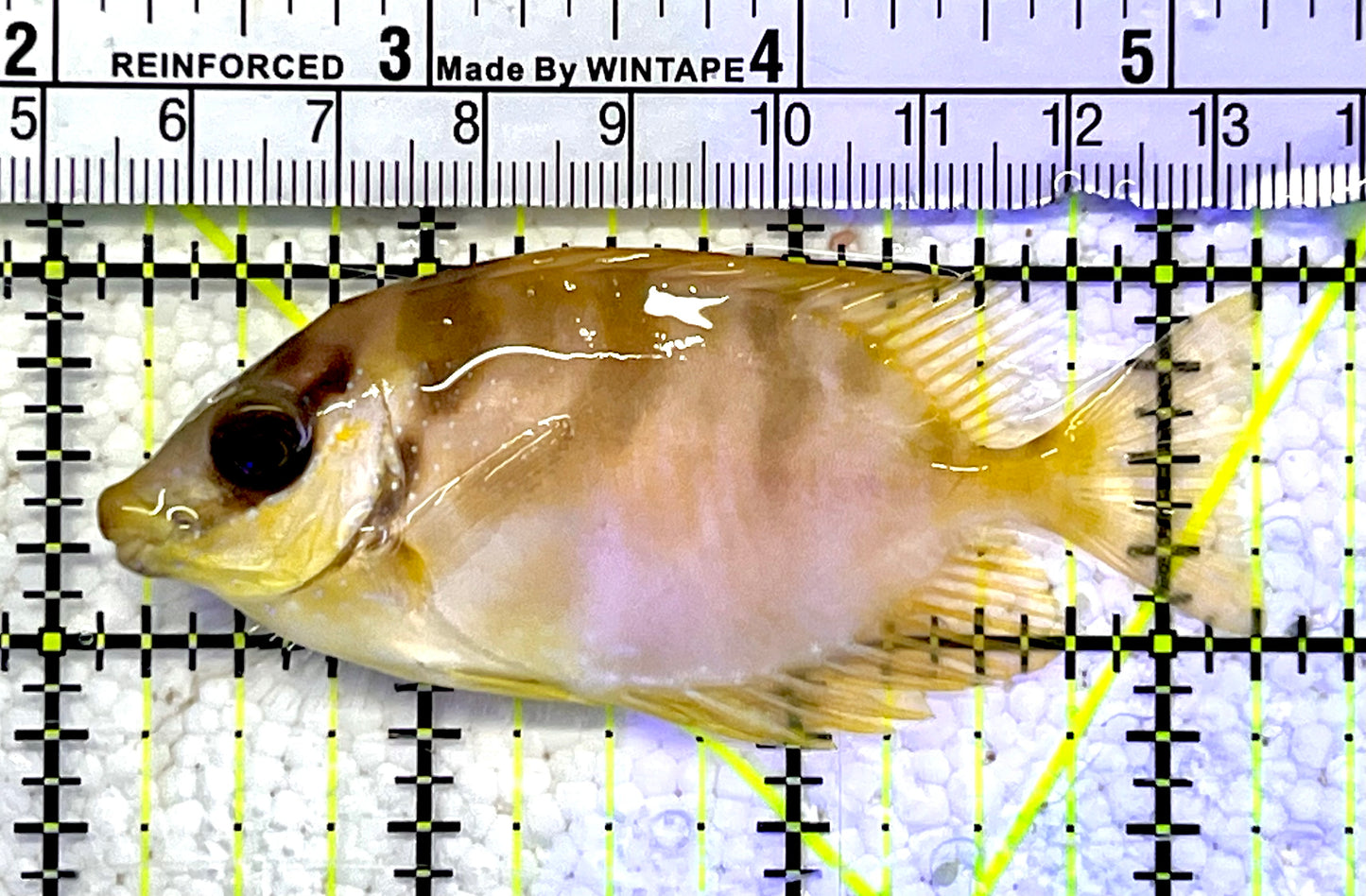 Golden Rabbitfish GRF060901 WYSIWYG Size : S 3"