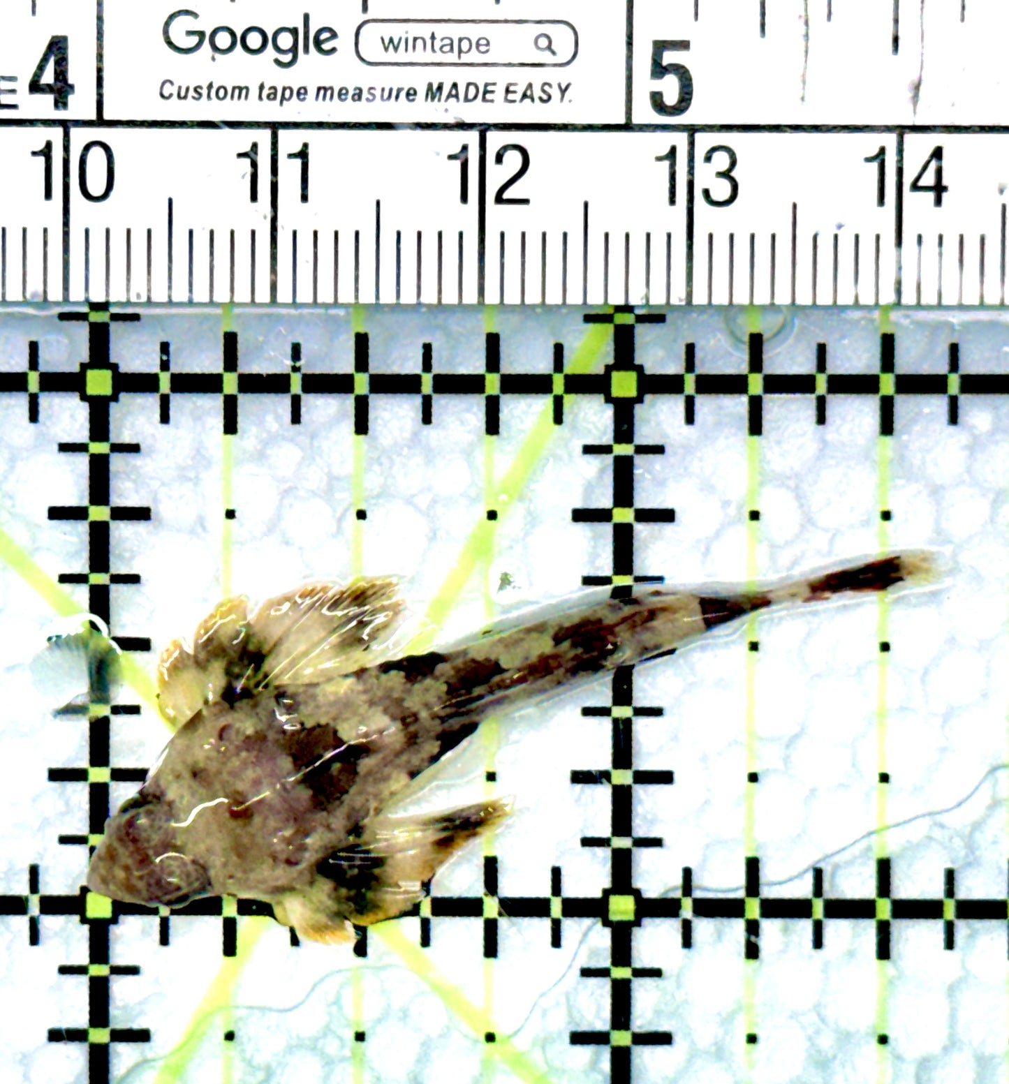 Scooter Blenny Dragonet SBD080601 WYSIWYG Size: L 1.5”