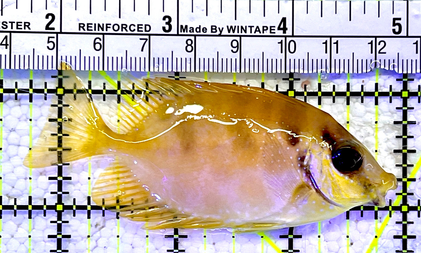 Golden Rabbitfish GRF060901 WYSIWYG Size : S 3"
