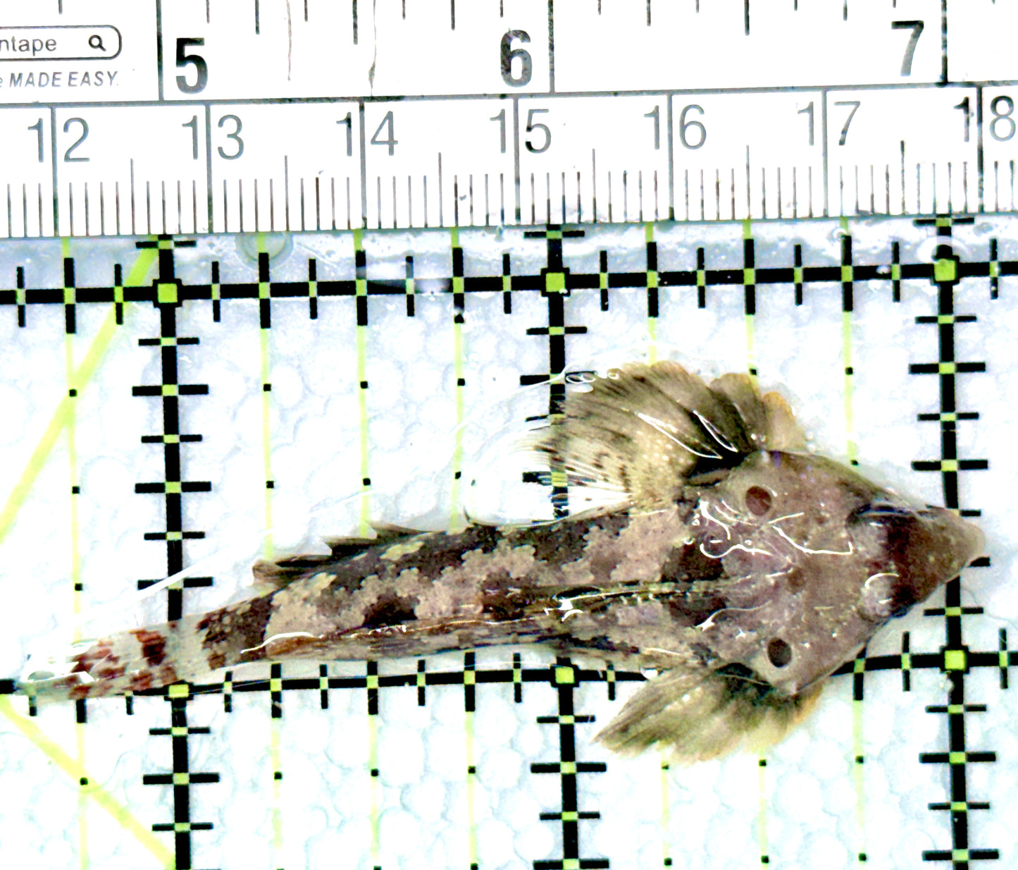 Scooter Blenny Dragonet SBD080604 WYSIWYG Size: XXL/SHOW 2.5β