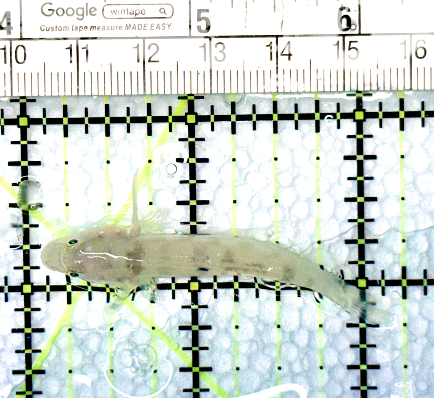 White Sand shifting Sleeper Goby WSSG080601 WYSIWYG Size: S 2.25"