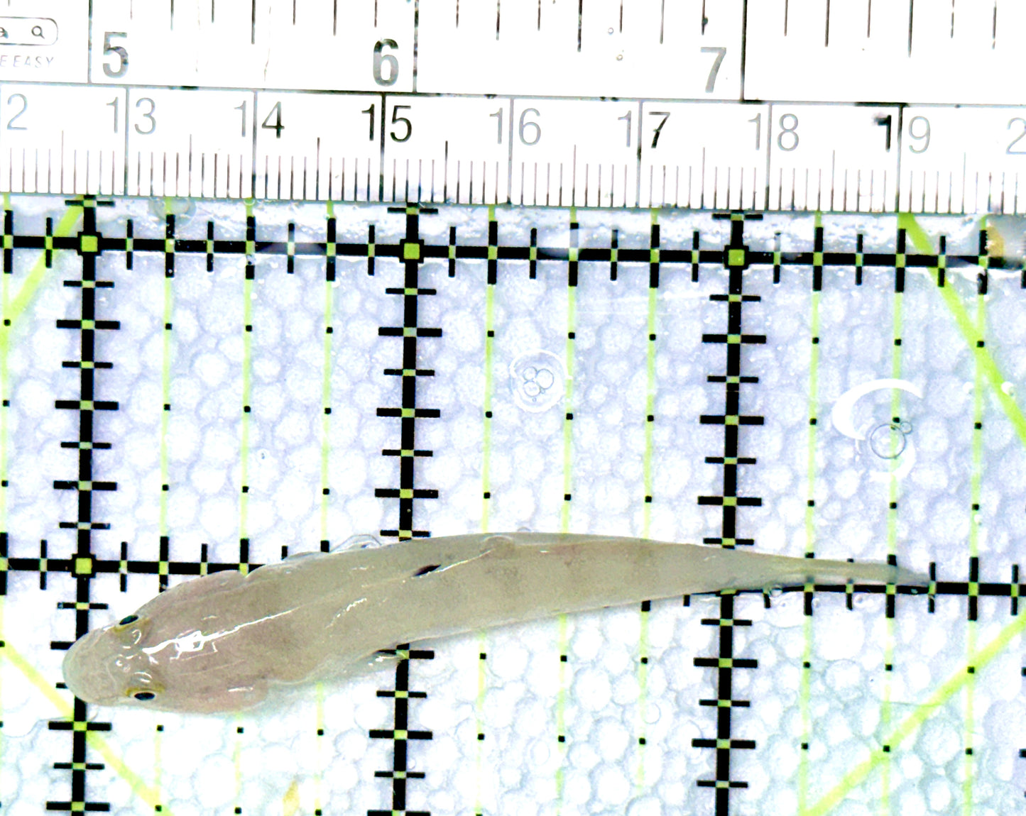 White Sand shifting Sleeper Goby WSSG080602 WYSIWYG Size: S 2.75"