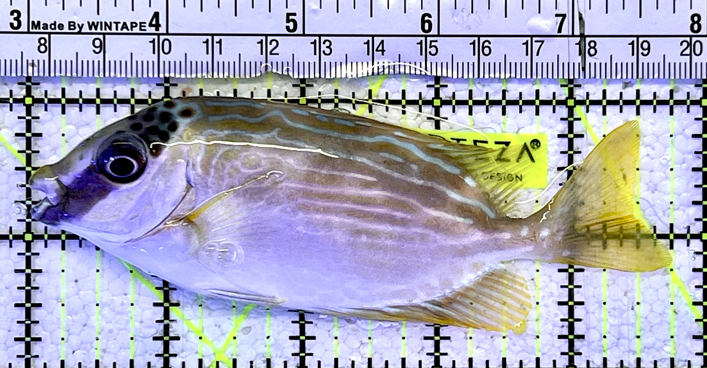 Blue Lined Rabbitfish BLR060903 WYSIWYG Size: M 4.75”