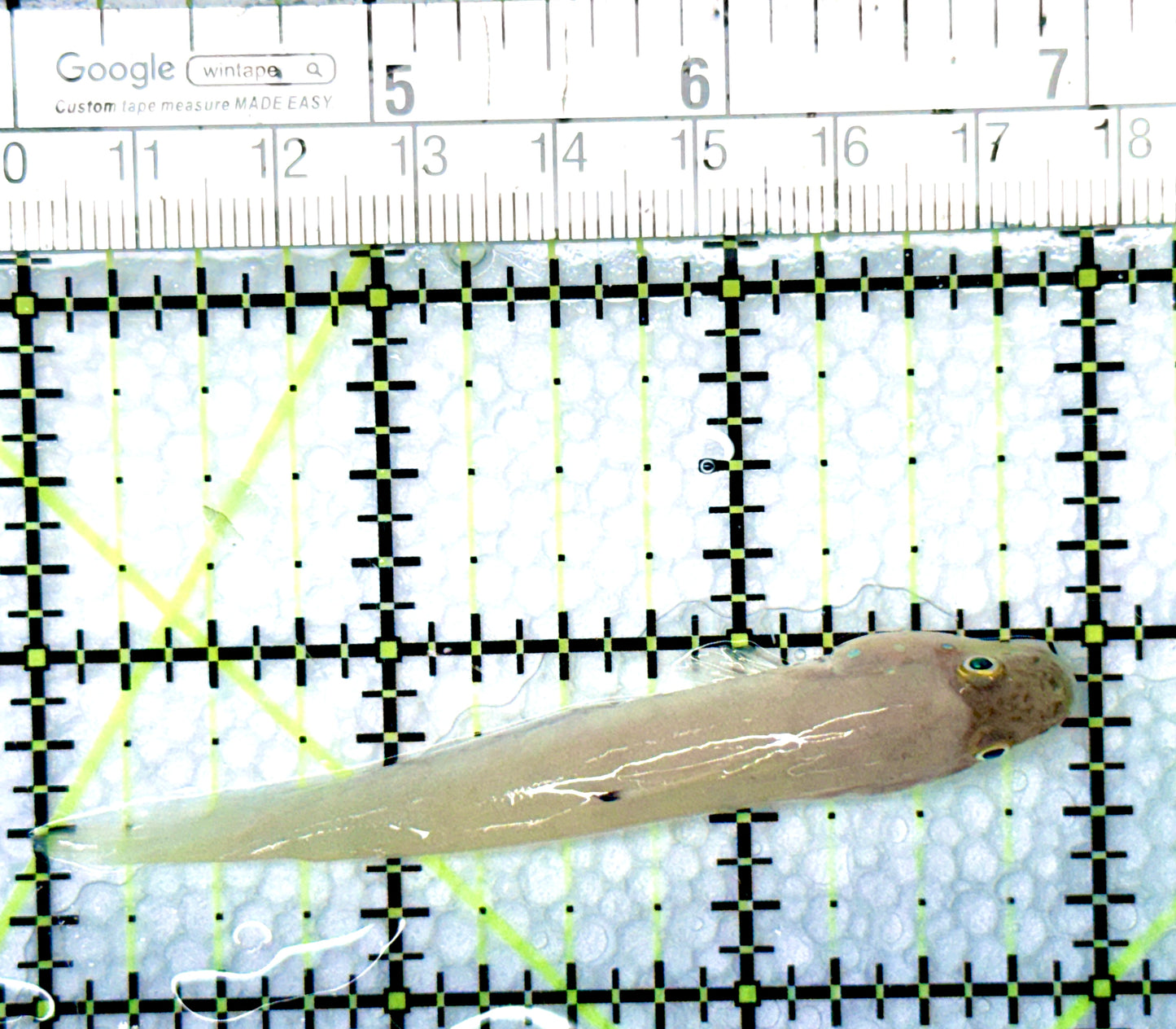 White Sand shifting Sleeper Goby WSSG080603 WYSIWYG Size: S 3"