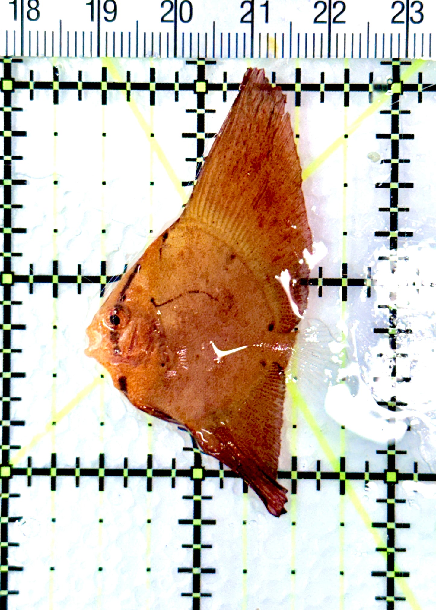 Orbic Batfish OB080602 WYSIWYG Size: S 1.25" approx