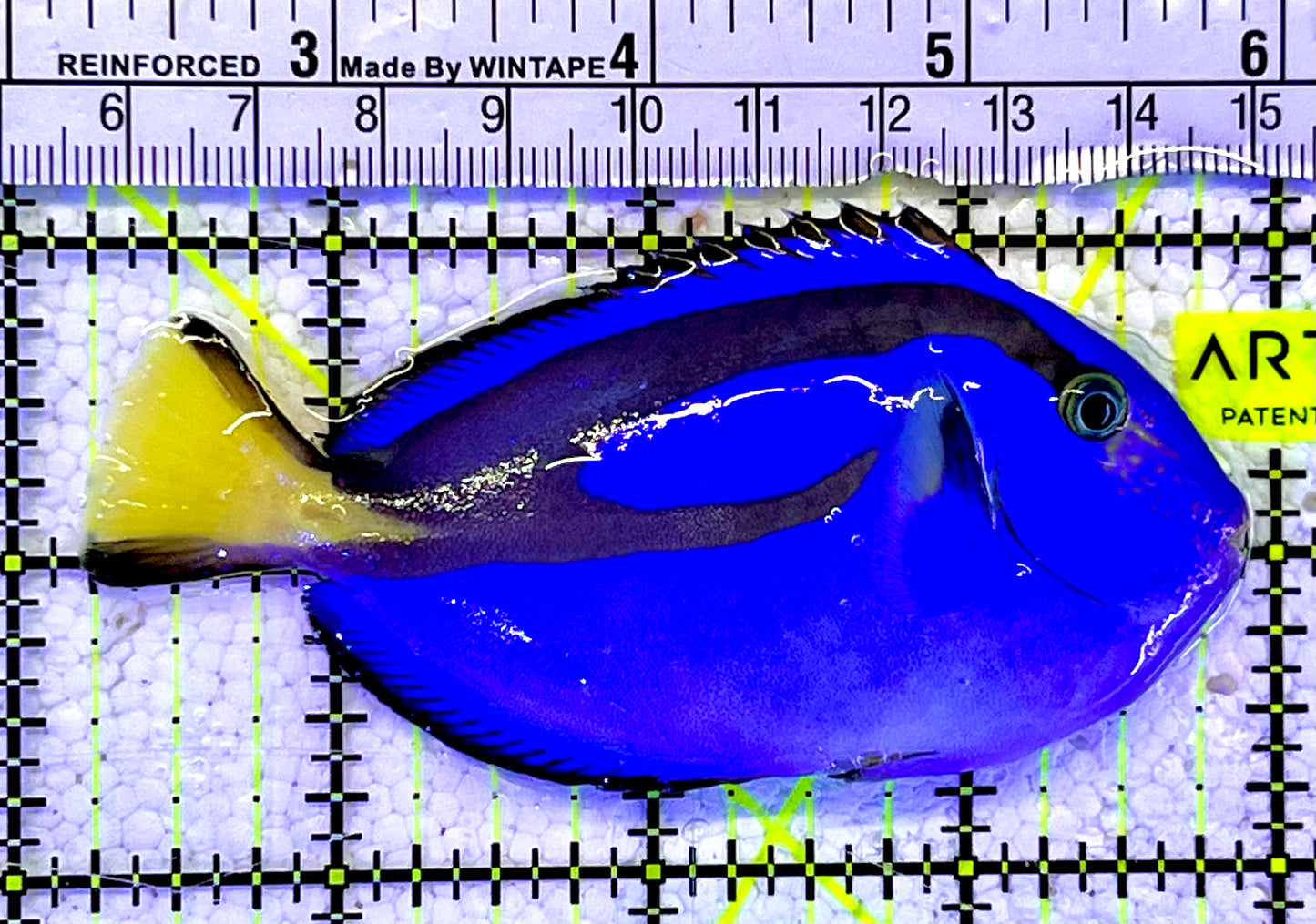 Blue Hippo Tang BHT060904 WYSIWYG Size: M 3.75”